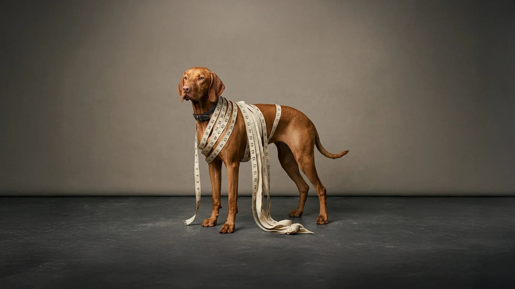 Guía Completa para Elegir el Arnés Ideal para tu Perro